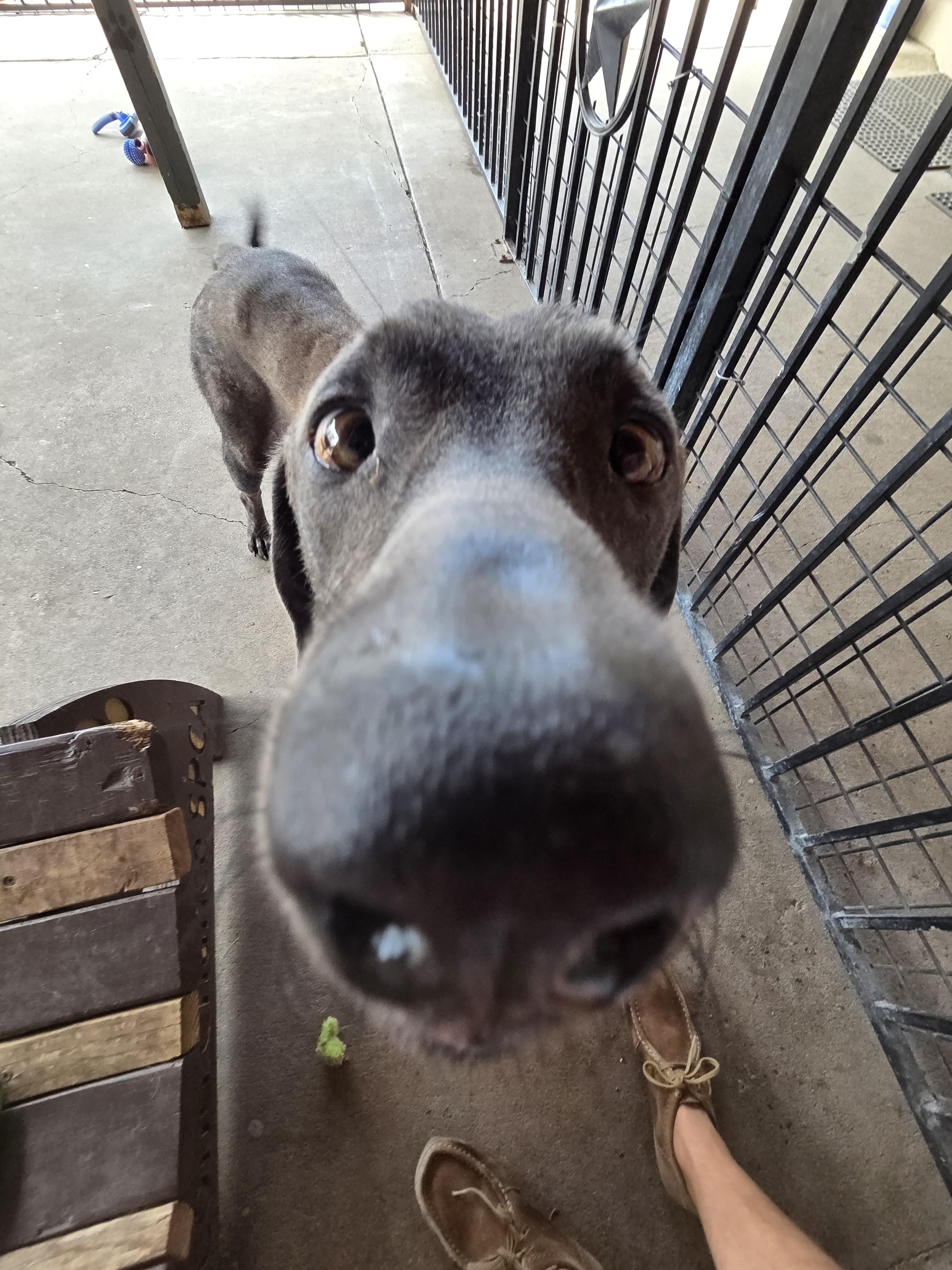 Silas, a ADOPTABLE Chocolate Labrador Retriever in Plano, TX image 6/6