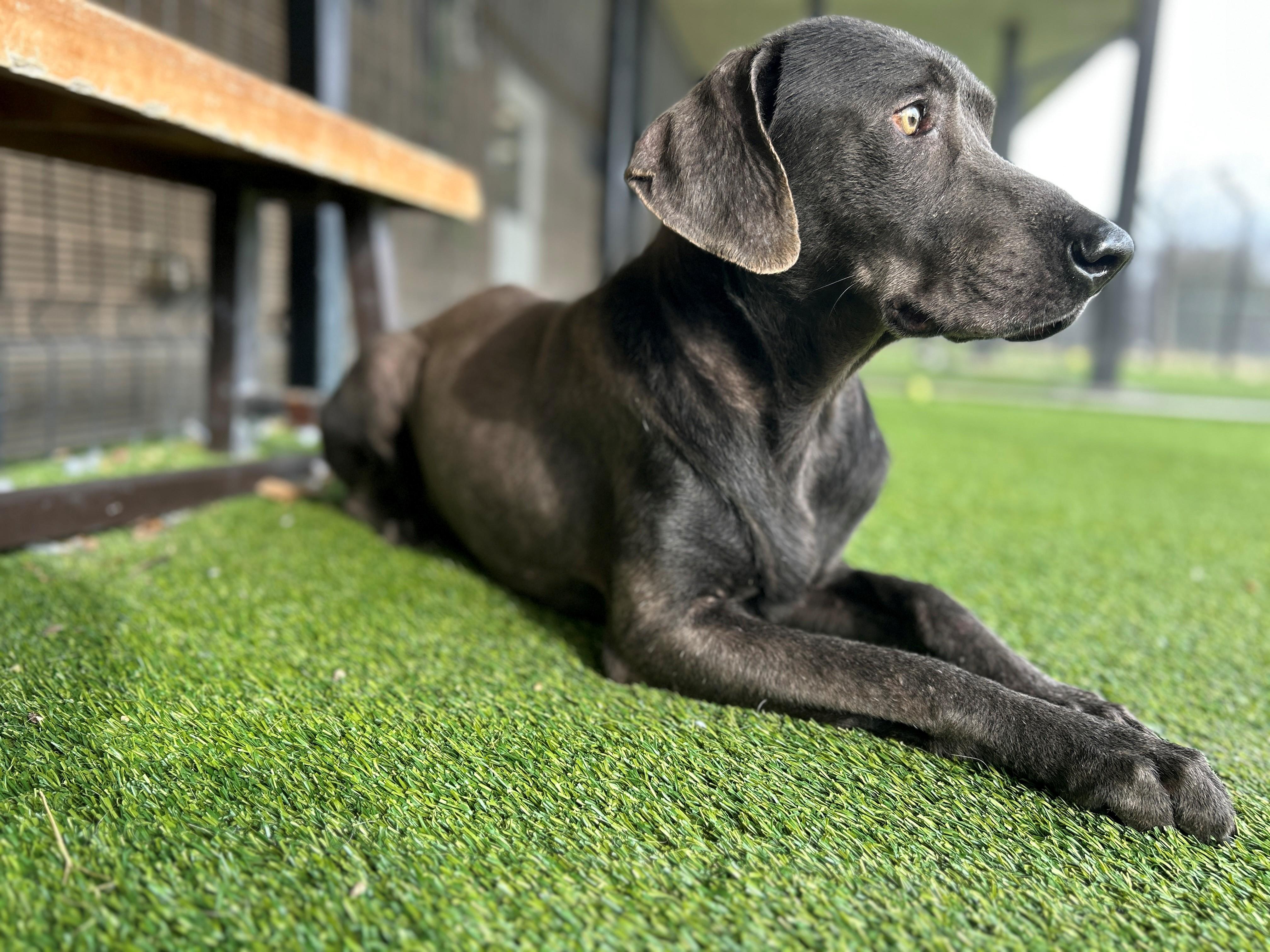 Silas, a ADOPTABLE Chocolate Labrador Retriever in Plano, TX image 2/6