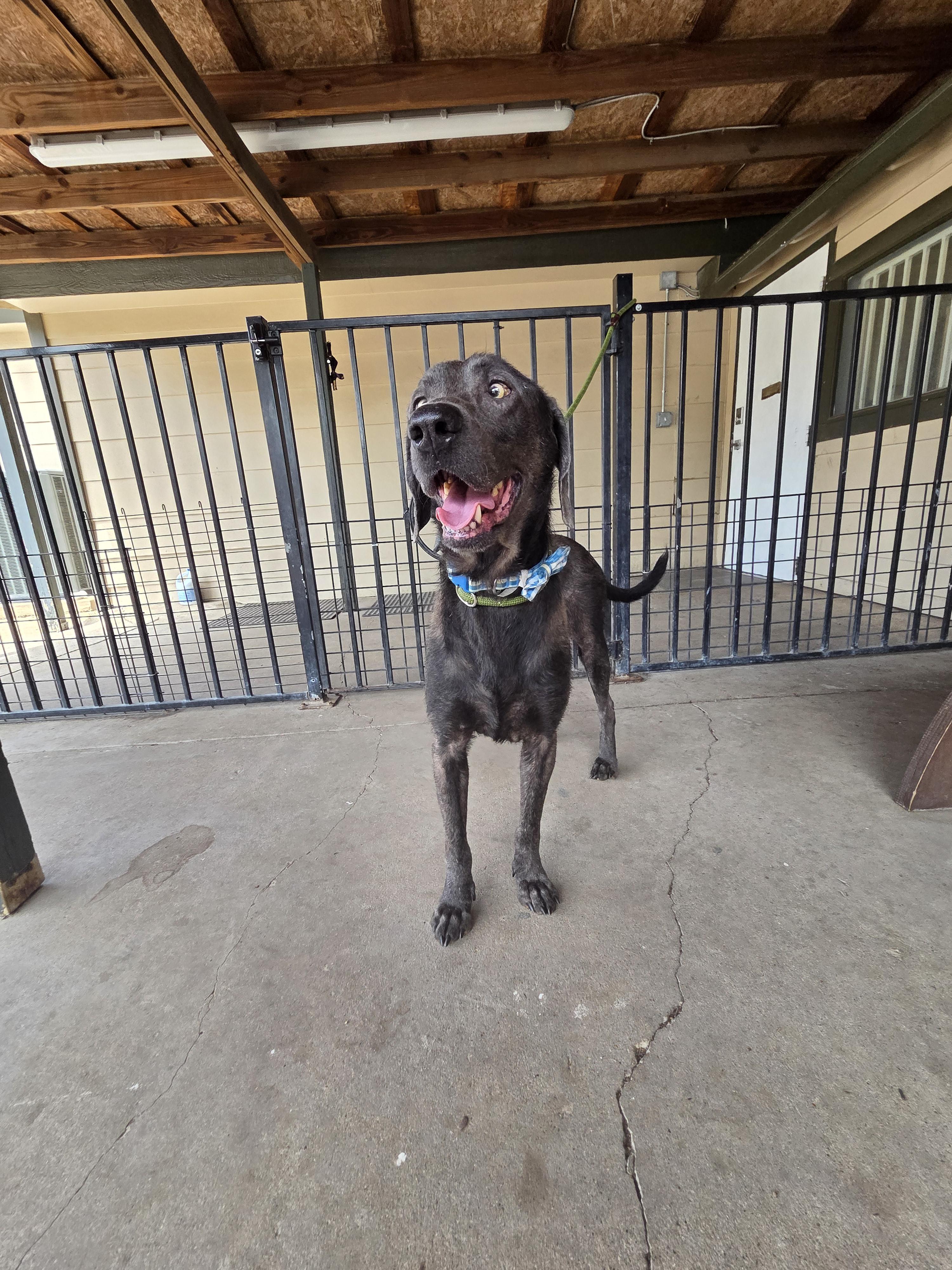 Silas, a ADOPTABLE Chocolate Labrador Retriever in Plano, TX image 4/6
