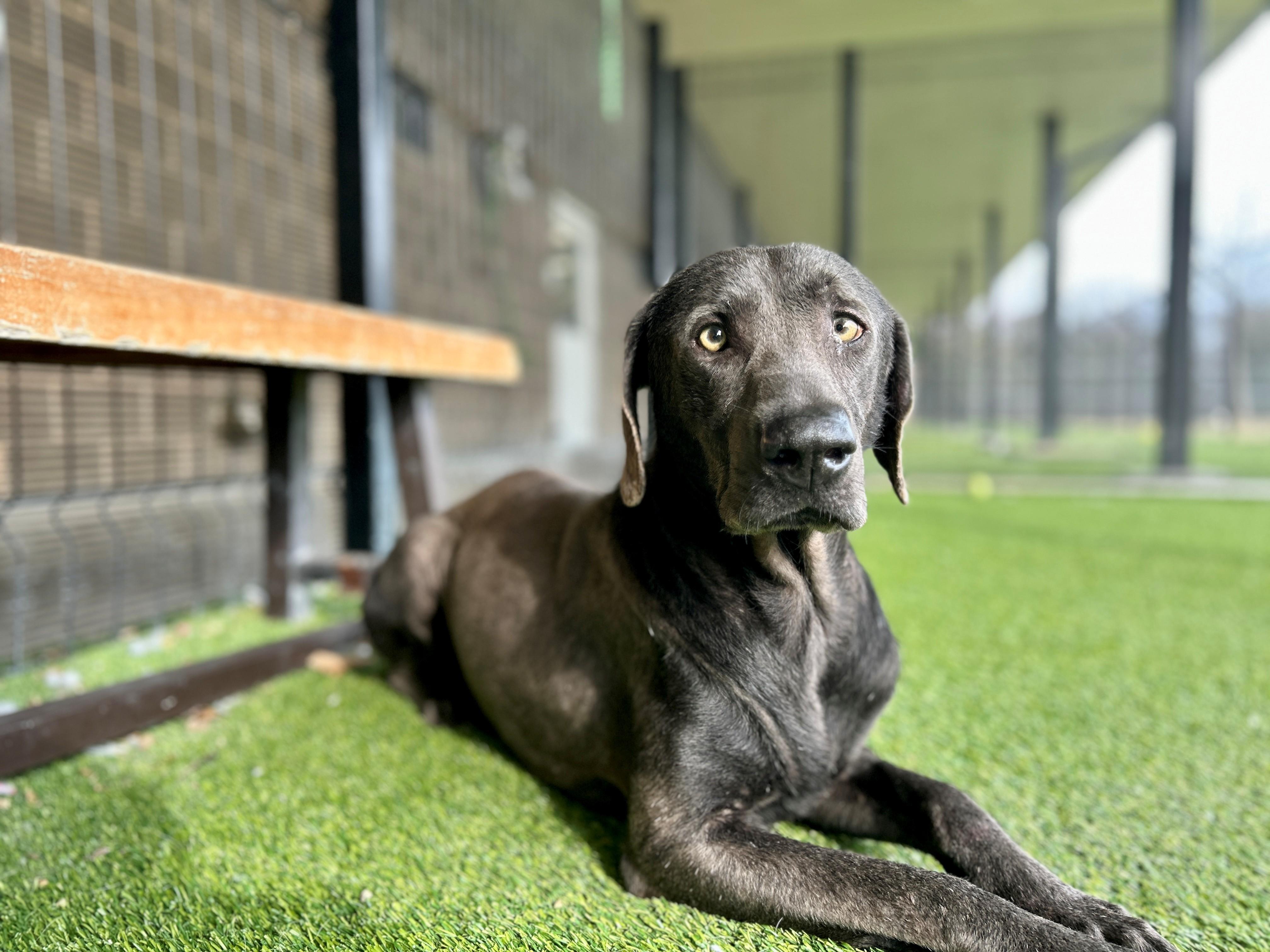 Silas, a ADOPTABLE Chocolate Labrador Retriever in Plano, TX image 1/6