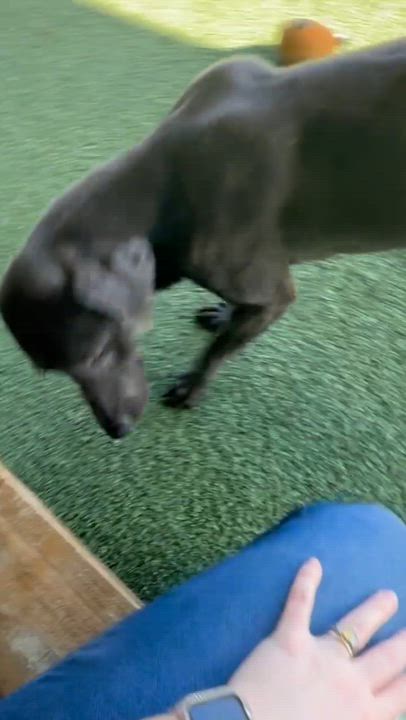 Enlarge Silas, a ADOPTABLE Chocolate Labrador Retriever in Plano, TX video 3/6