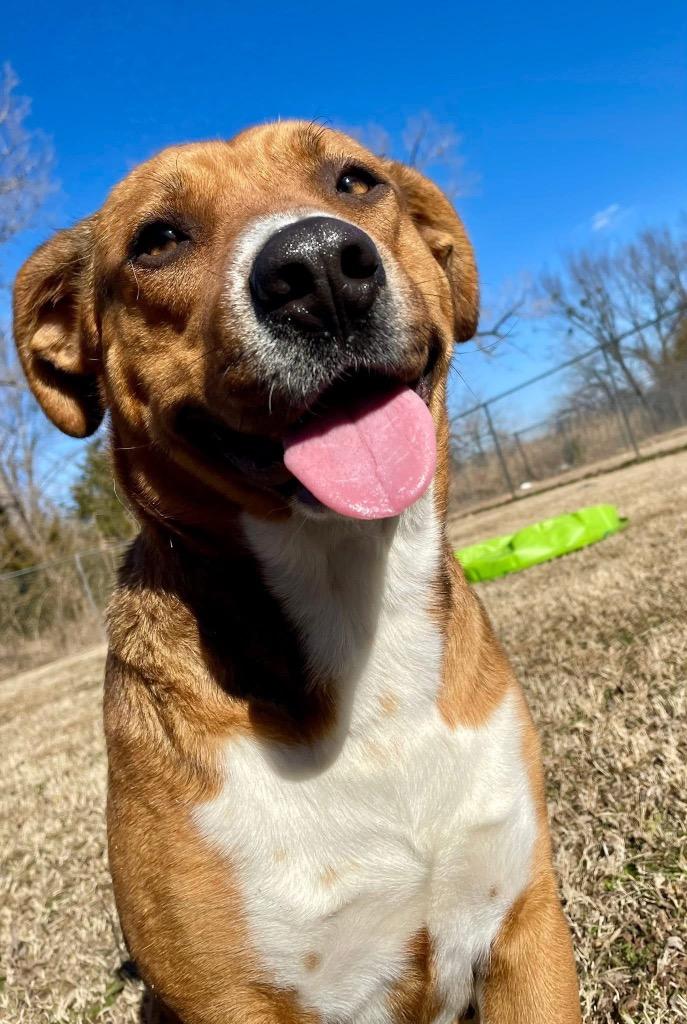 Lexi, Adoptable, Young Female Hound & Labrador Retriever.