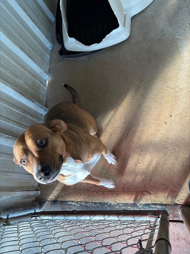 Lexi, a Adoptable mixed breed in Ada, OK image 3/3