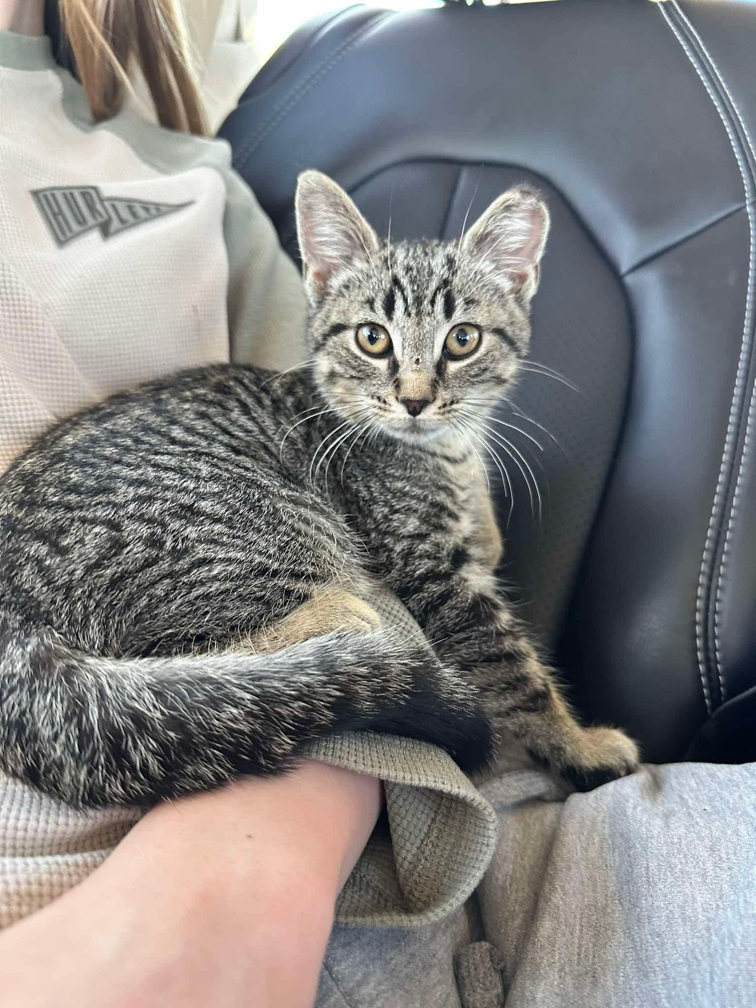 Teddy, an adopted Domestic Short Hair in Lansing, MI image 2/2