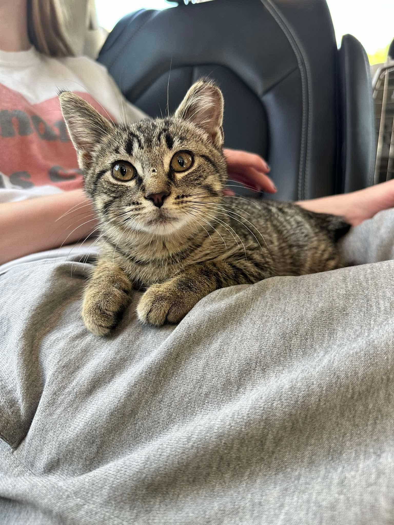 Teddy, an adopted Domestic Short Hair in Lansing, MI image 1/2