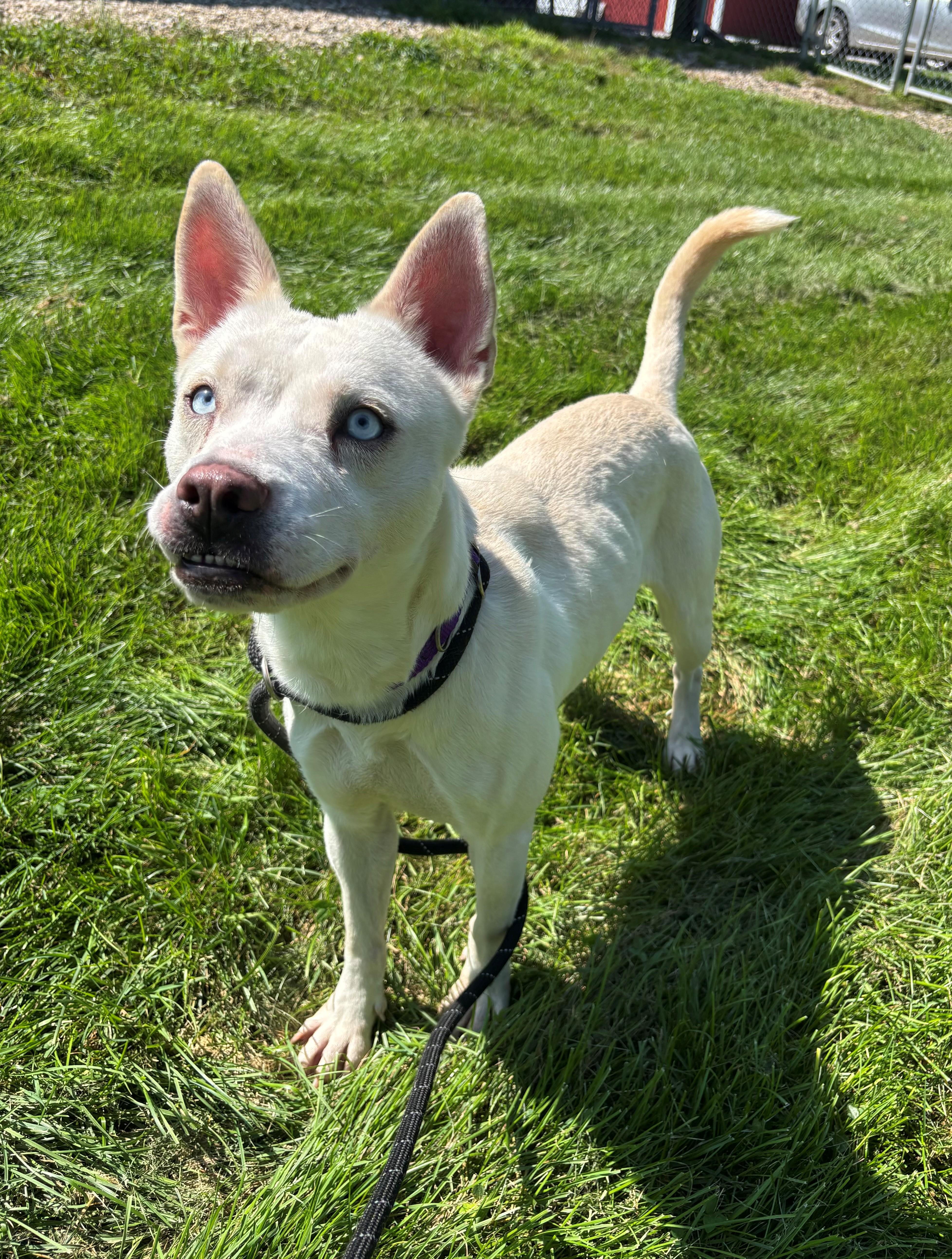 Enlarge Dooneese, a Adoptable mixed breed in Nevada, IA image 2/2