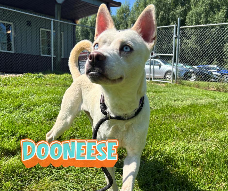 Enlarge Dooneese, a Adoptable mixed breed in Nevada, IA image 1/2