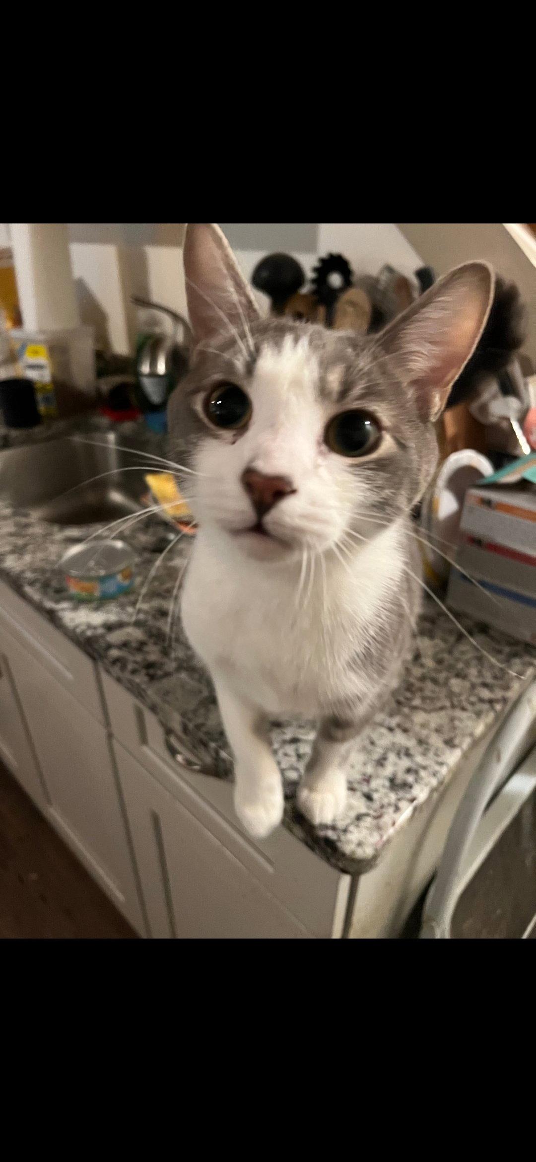Whiskey, Adopted, Adult Male Siamese & Domestic Short Hair.