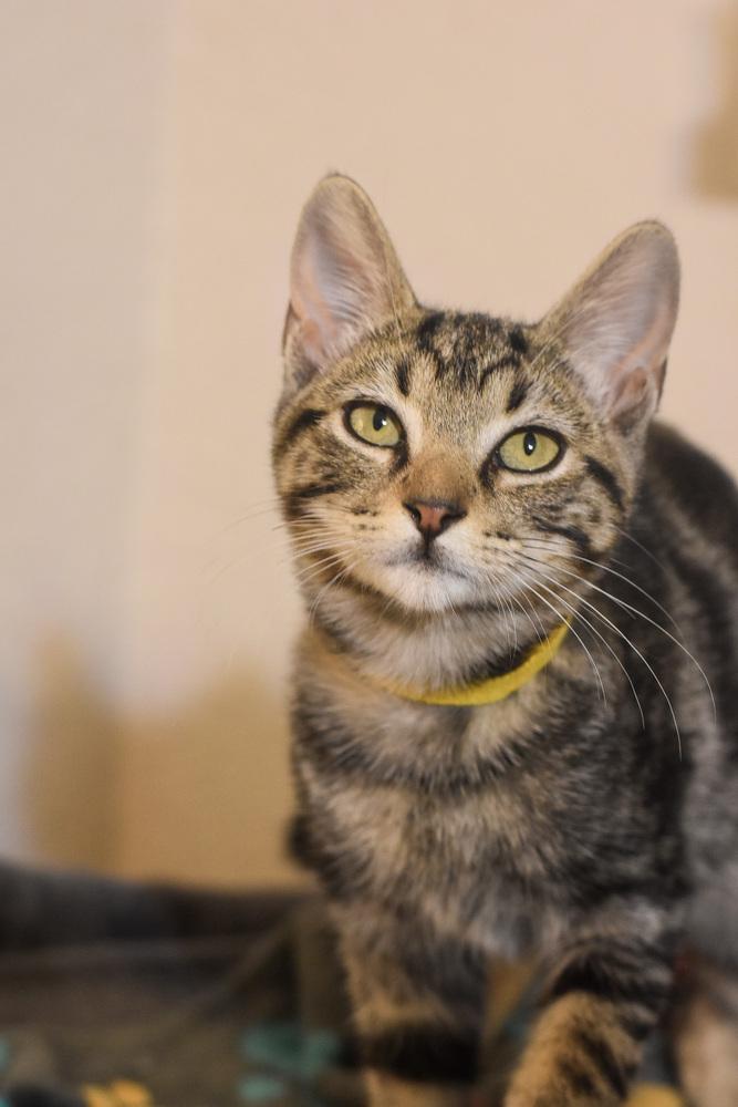 Enlarge Gobber (How to Train your Dragon Litter), a Adoptable Domestic Short Hair in Blanchard, OK image 1/2