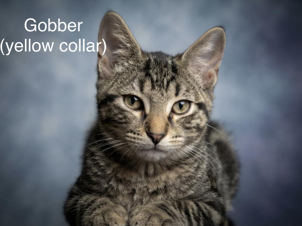 Enlarge Gobber (How to Train your Dragon Litter), a Adoptable Domestic Short Hair in Blanchard, OK image 2/2