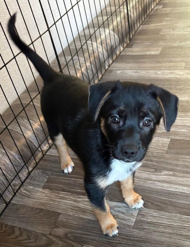 Eden, a Adoptable mixed breed in renton, WA image 1/6