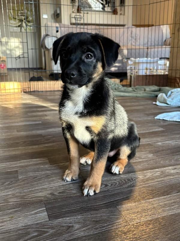Eden, a Adoptable mixed breed in renton, WA image 3/6