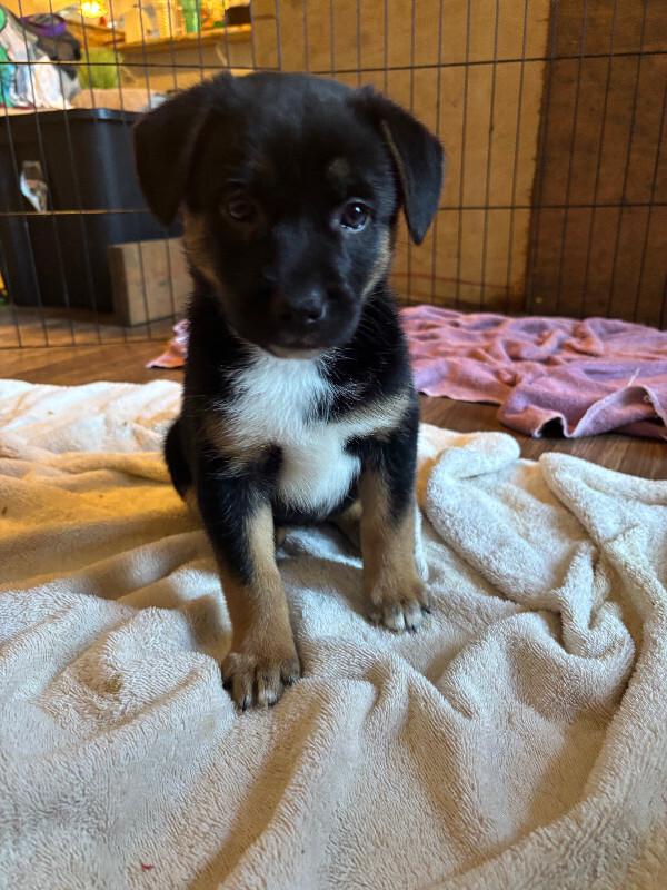 Enlarge Eden, a Adoptable mixed breed in renton, WA image 2/4