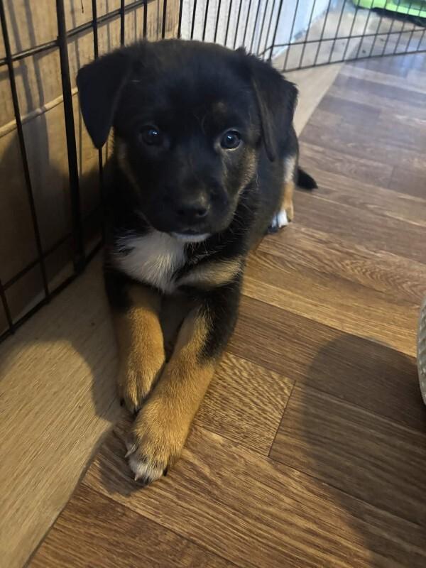 Enlarge Eden, a Adoptable mixed breed in renton, WA image 3/4