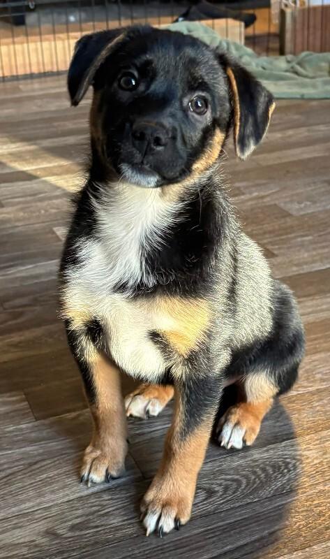 Eden, a Adoptable mixed breed in renton, WA image 4/6