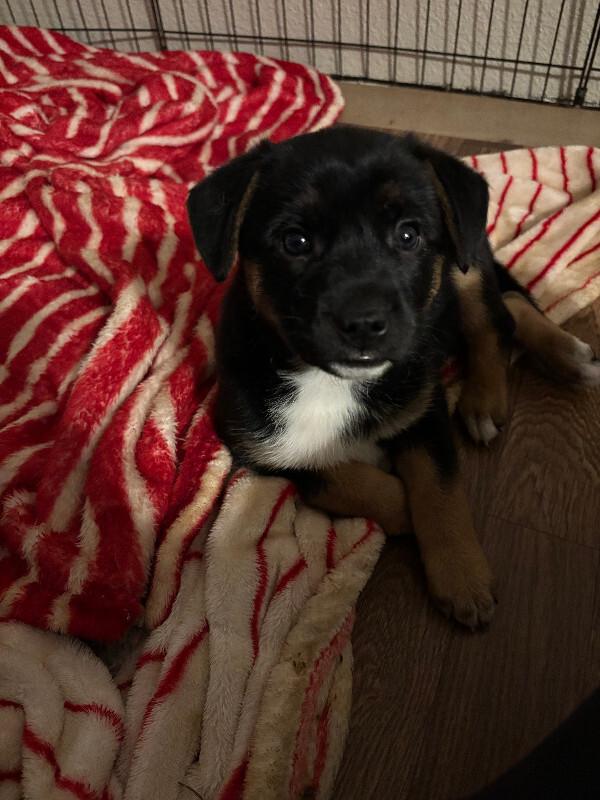 Enlarge Eden, a Adoptable mixed breed in renton, WA image 4/4