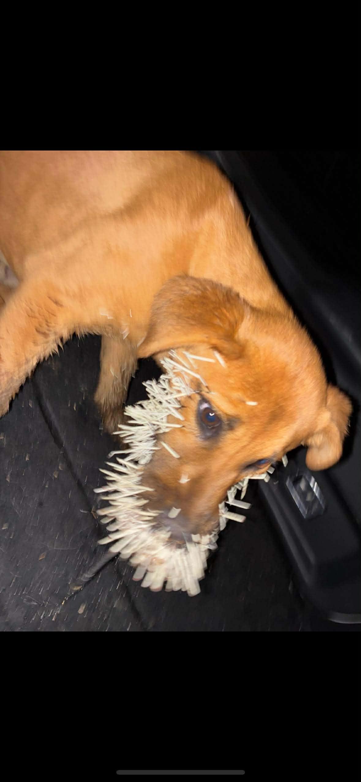 Tyrone, a Adoptable mixed breed in Edmonton, AB image 3/6