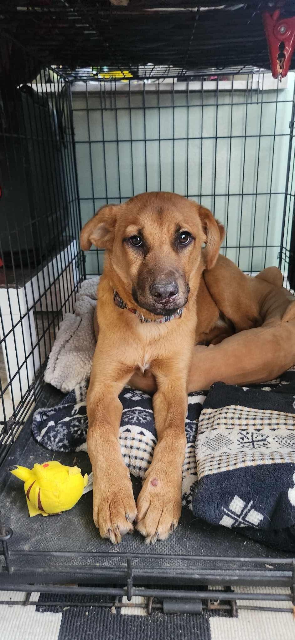 Tyrone, Adoptable, Young Male Black Mouth Cur.