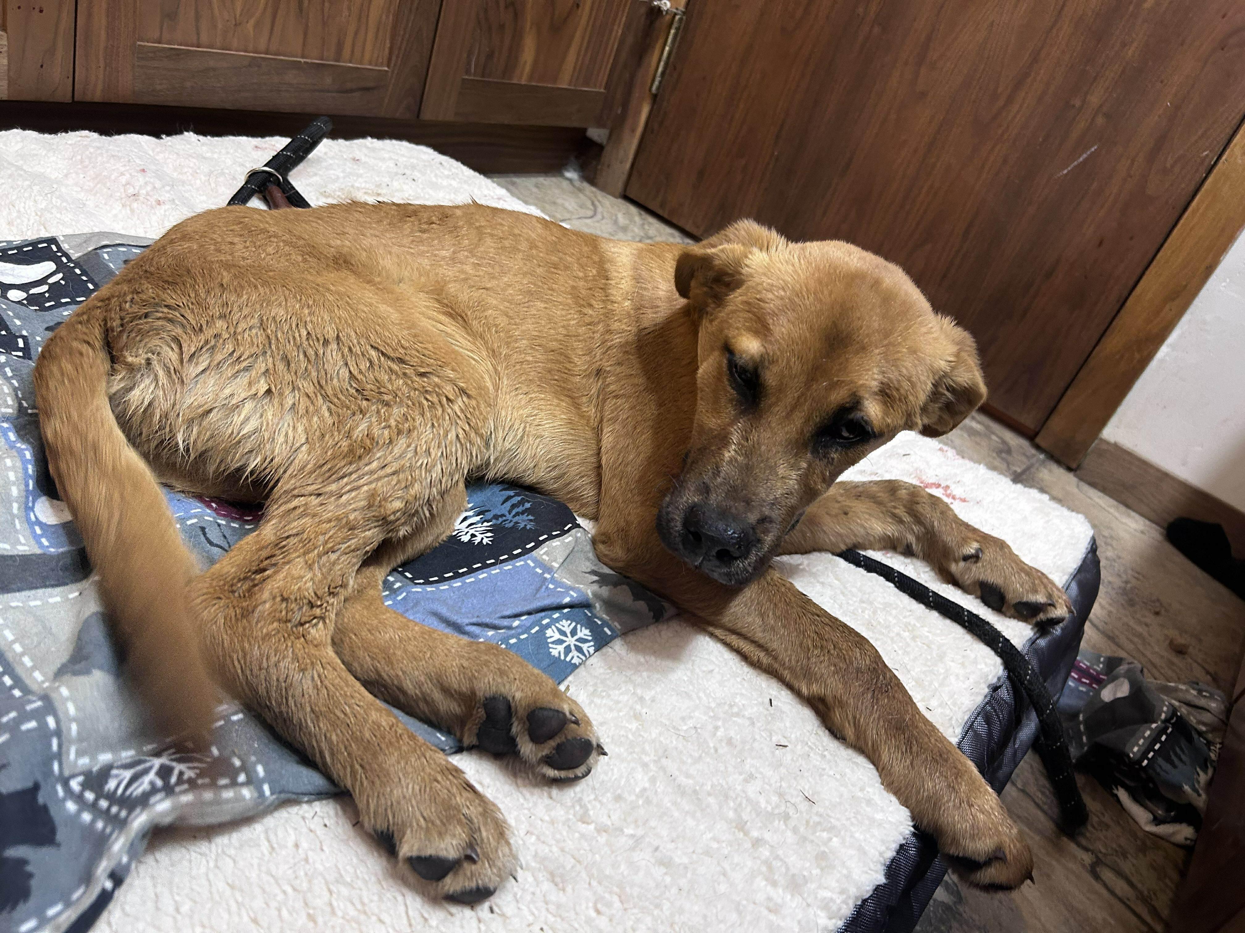 Tyrone, a Adoptable mixed breed in Edmonton, AB image 5/6