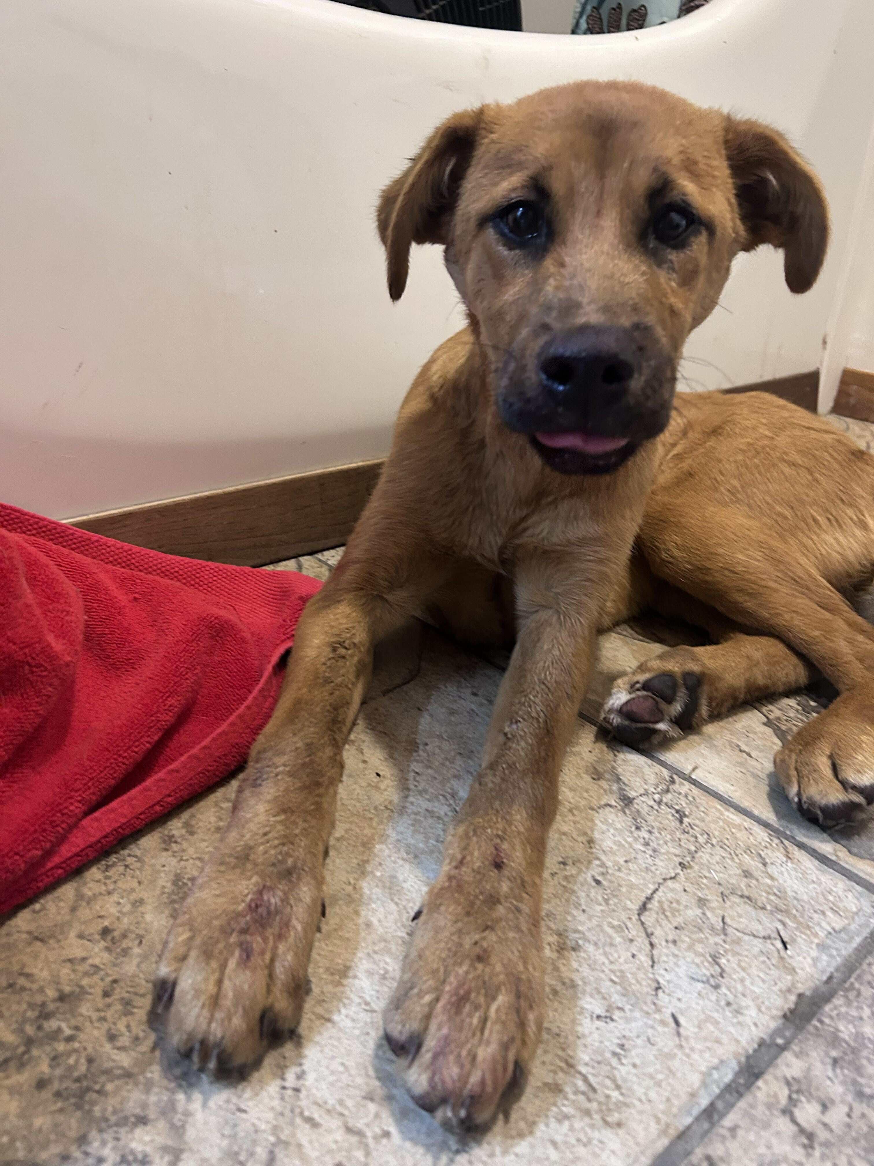 Tyrone, a Adoptable mixed breed in Edmonton, AB image 6/6