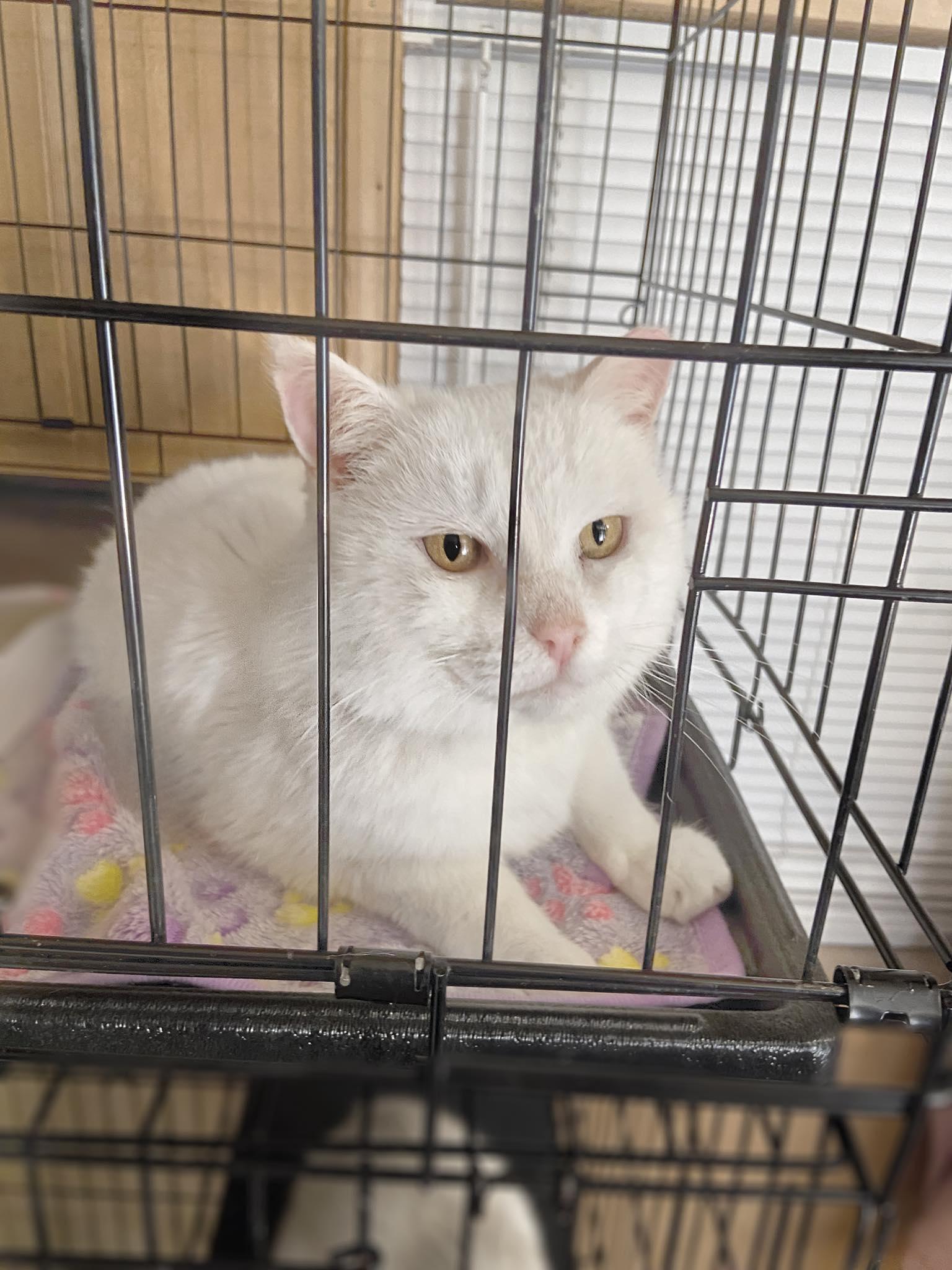 Enlarge Snowy, a ADOPTABLE Domestic Medium Hair in Reading, PA image 1/1