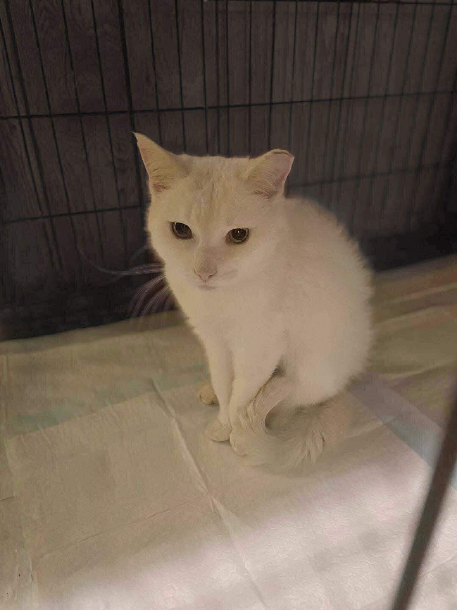 Enlarge Snowy, a ADOPTABLE Domestic Medium Hair in Reading, PA image 1/1