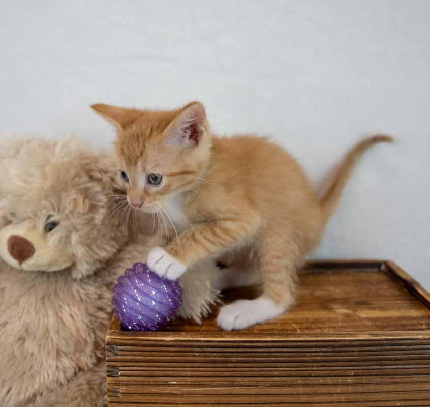 Enlarge Toby, a Adopted mixed breed in Kennesaw, GA image 4/6