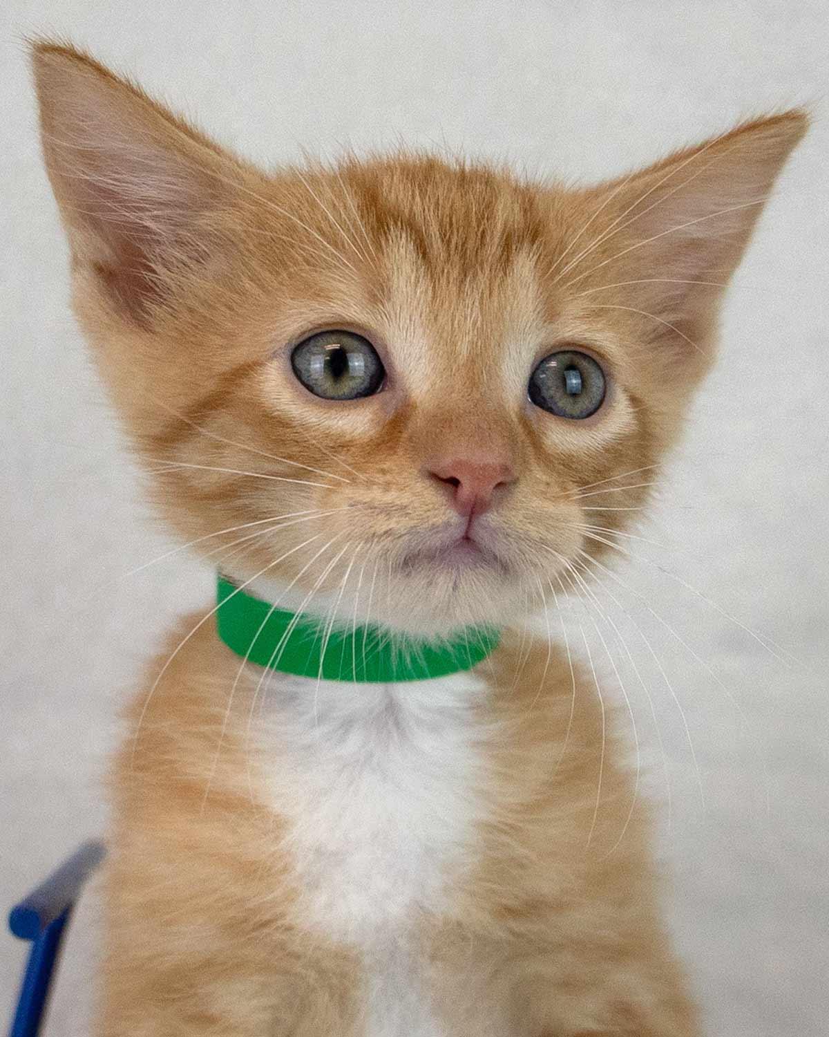 Enlarge Toby, a Adopted mixed breed in Kennesaw, GA image 1/6