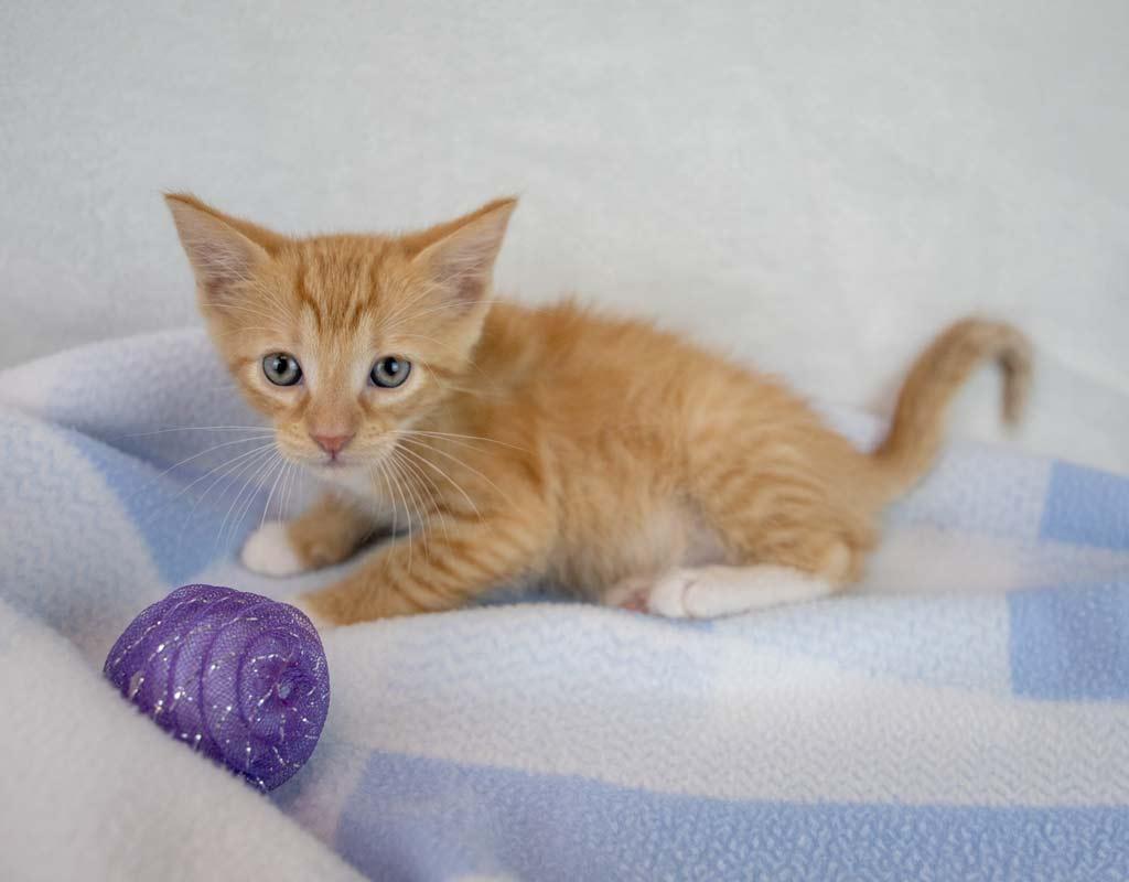 Enlarge Toby, a Adopted mixed breed in Kennesaw, GA image 2/6