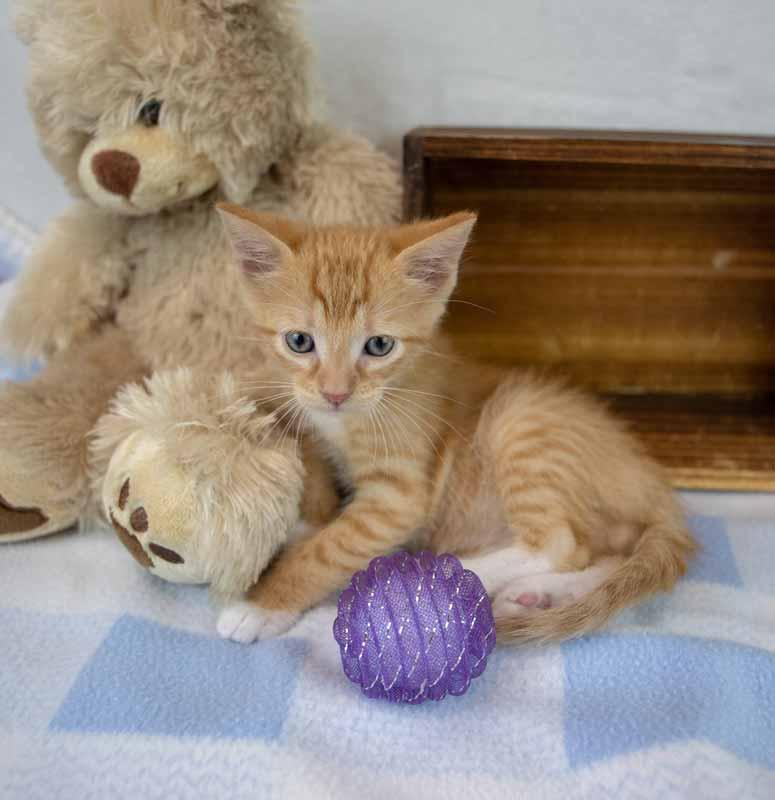 Enlarge Toby, a Adopted mixed breed in Kennesaw, GA image 5/6
