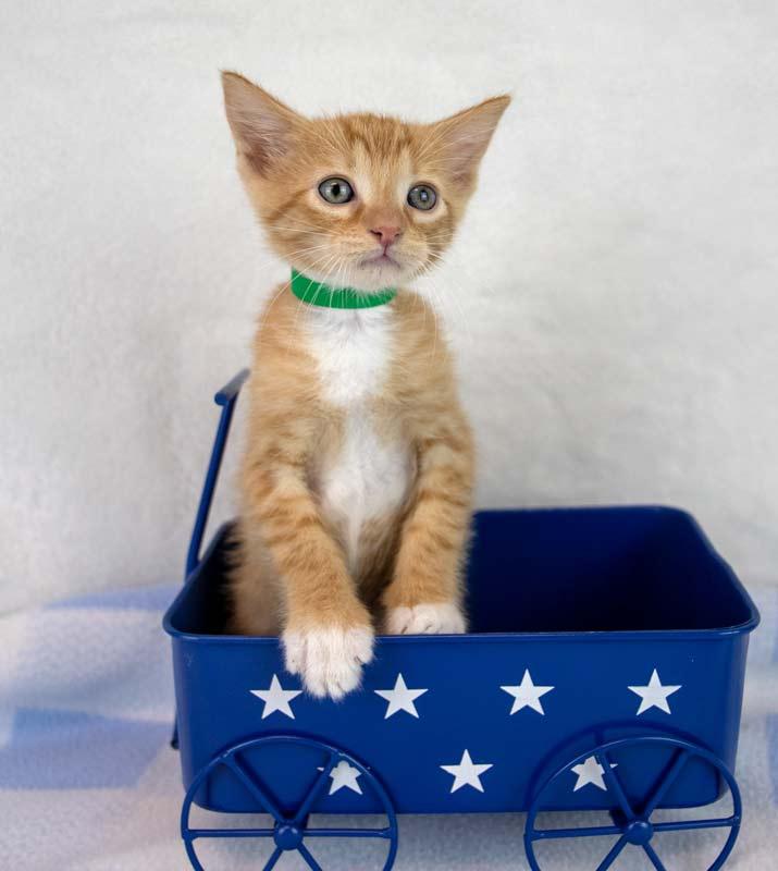 Enlarge Toby, a Adopted mixed breed in Kennesaw, GA image 6/6