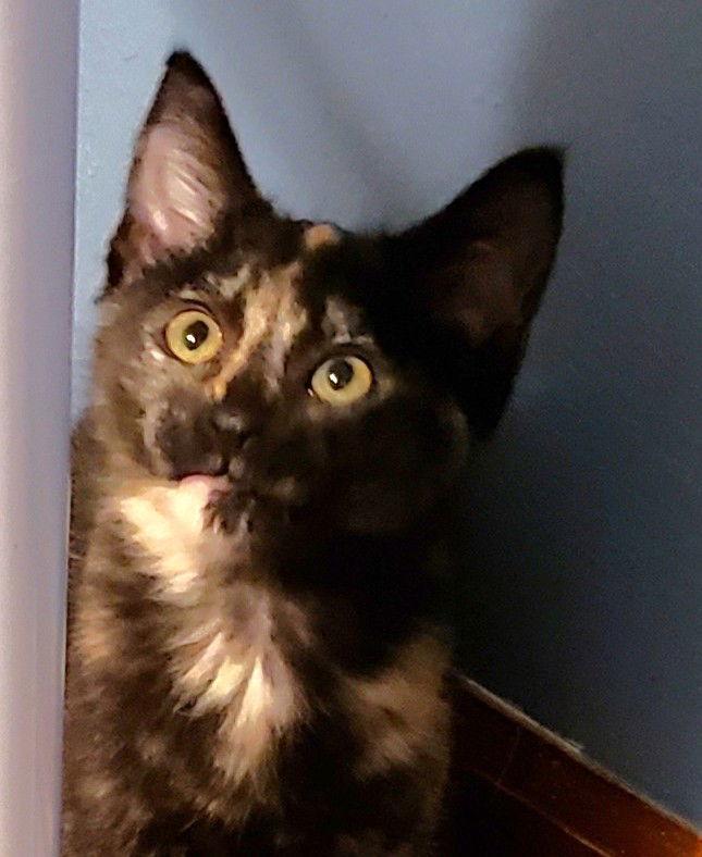 Samara, Adoptable, Kitten Female Domestic Short Hair.