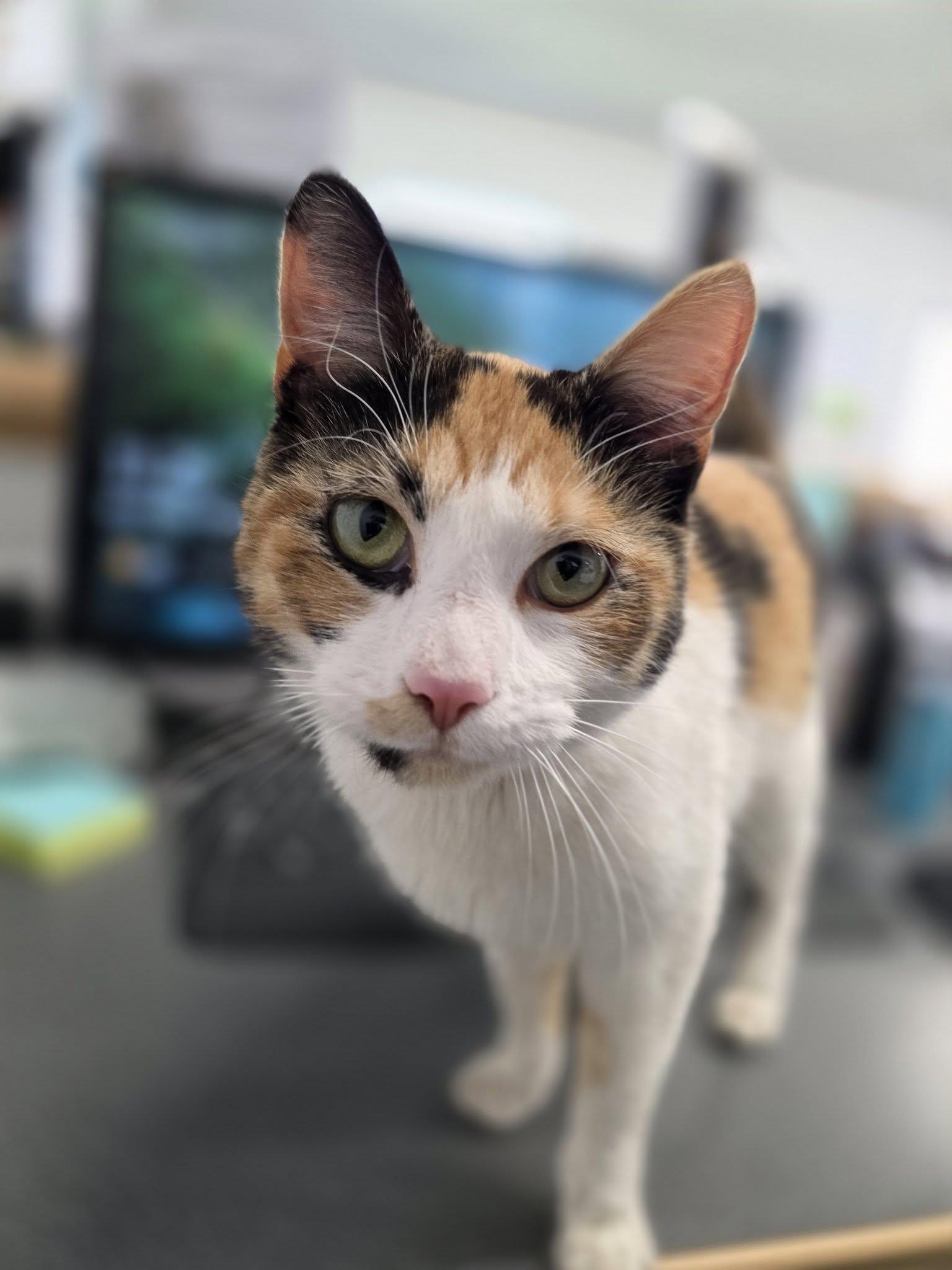 Kenzi, ADOPTABLE, Adult Female Calico.