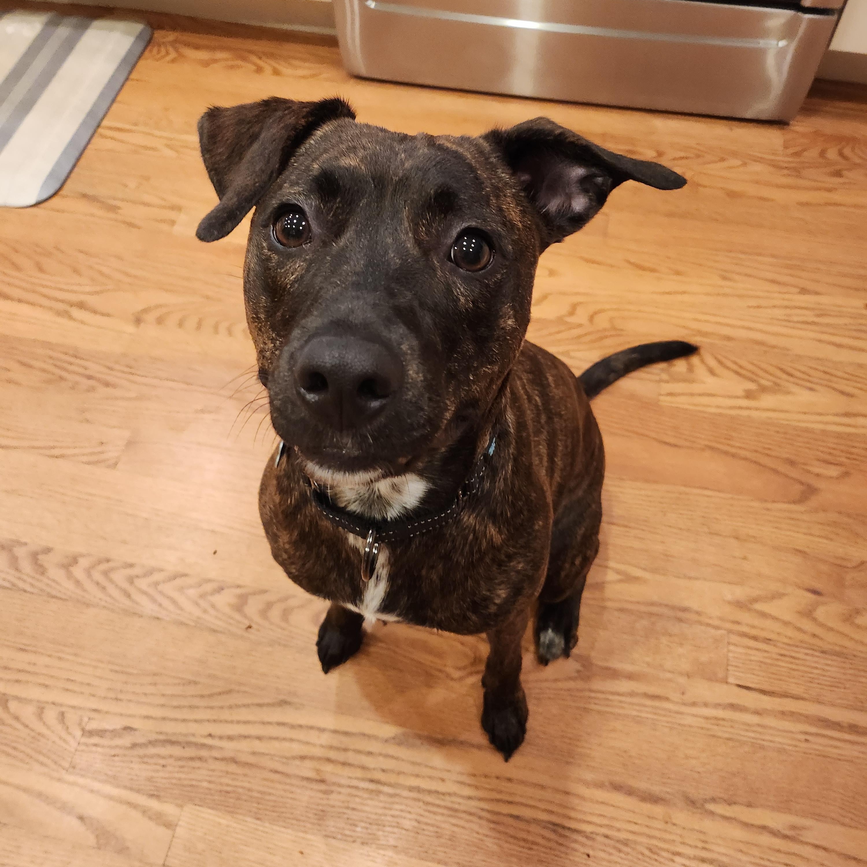 Lottie, a Adoptable mixed breed in Hopkinton, MA image 6/6