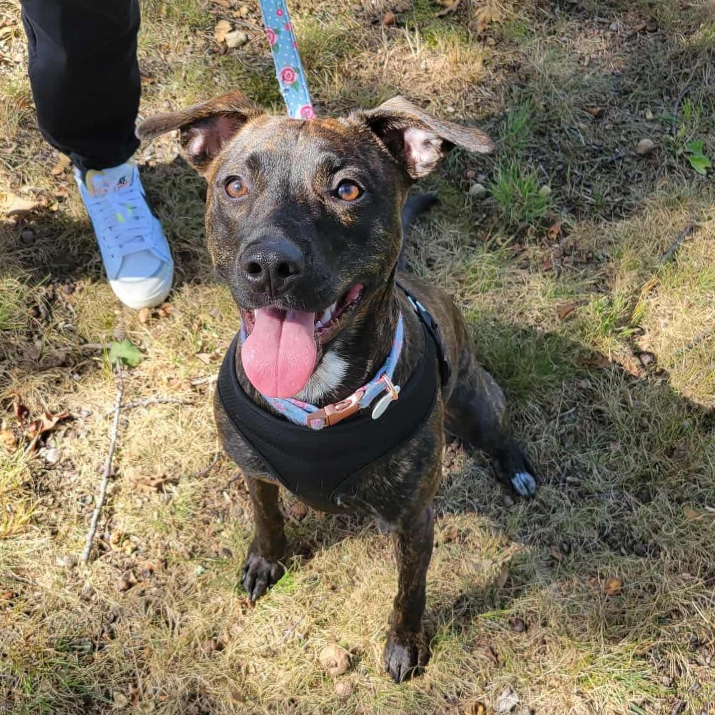 Lottie, a Adoptable mixed breed in Hopkinton, MA image 2/6