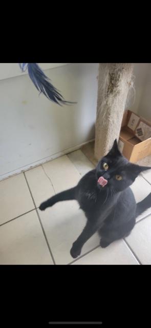 TED (DECLAWED), an adoptable Domestic Short Hair in Owensboro, KY image 2/5