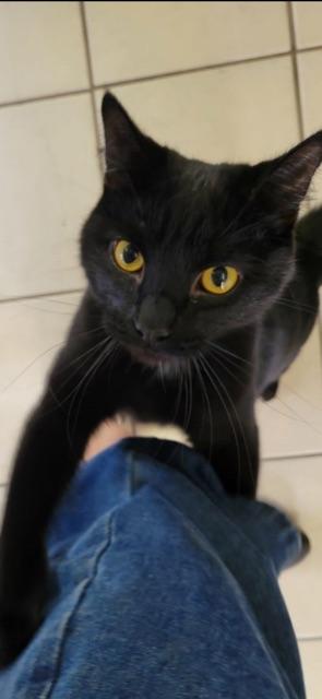 TED (DECLAWED), an adoptable Domestic Short Hair in Owensboro, KY image 3/5