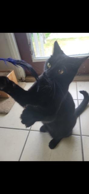 TED (DECLAWED), an adoptable Domestic Short Hair in Owensboro, KY image 1/5