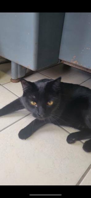 TED (DECLAWED), an adoptable Domestic Short Hair in Owensboro, KY image 4/5