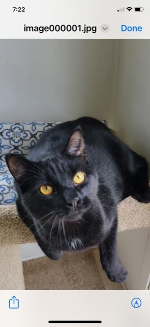 TED (DECLAWED), an adoptable Domestic Short Hair in Owensboro, KY image 5/5