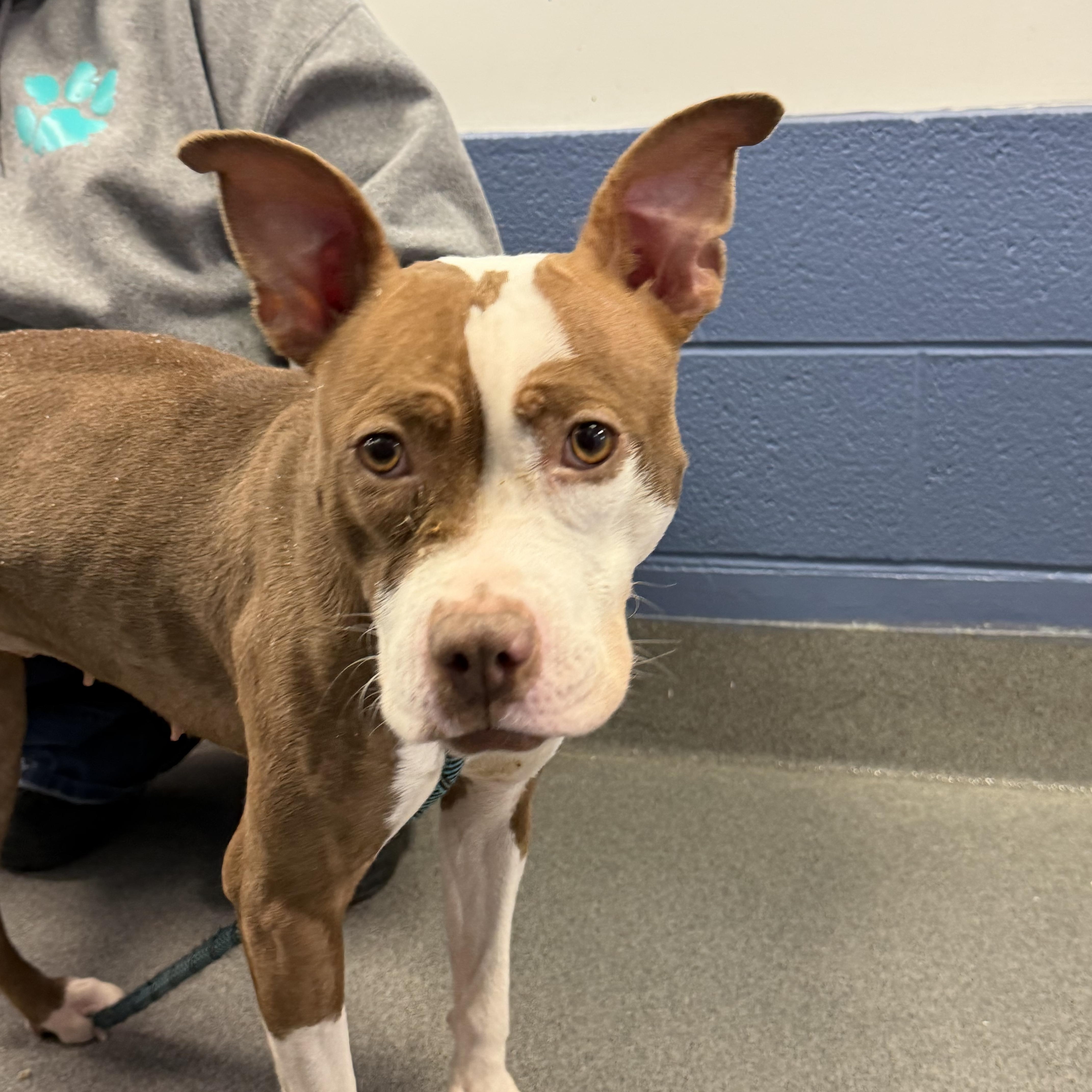 Foster Me! Eve, ADOPTABLE, Young Female Pit Bull Terrier.