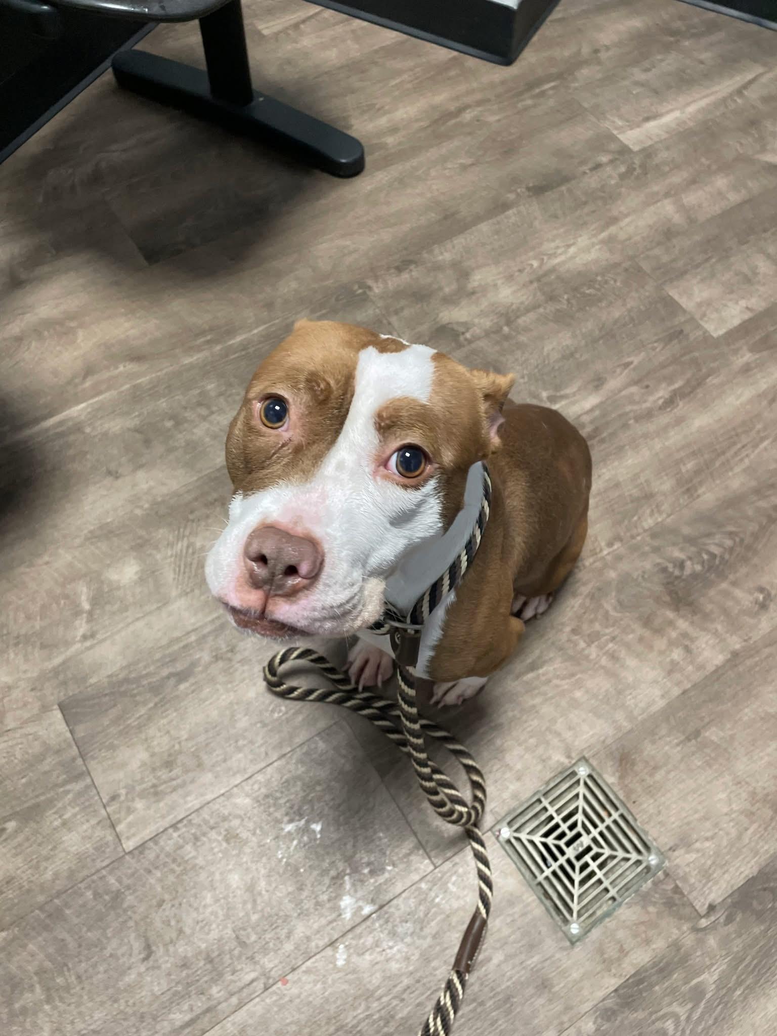 Enlarge Foster Me! Eve, a ADOPTABLE mixed breed in Oswego, IL image 4/4