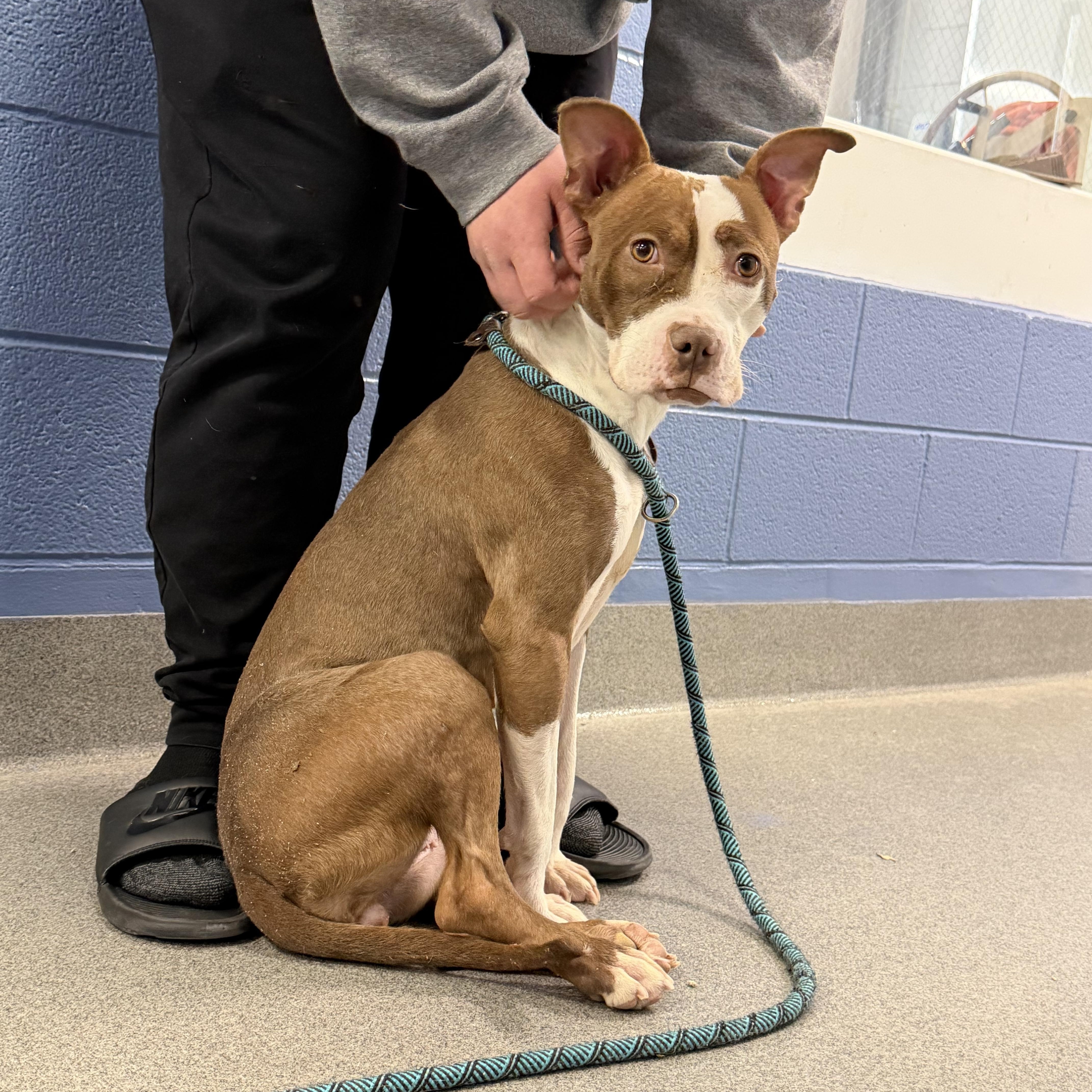 Enlarge Foster Me! Eve, a ADOPTABLE mixed breed in Oswego, IL image 3/4