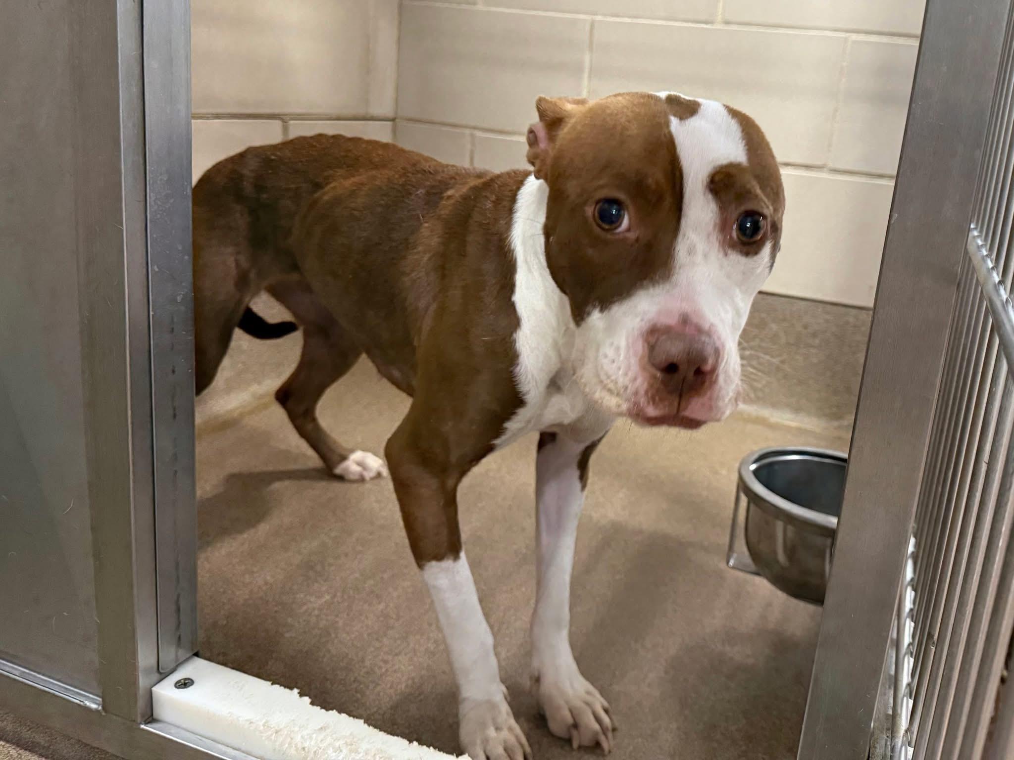 Enlarge Foster Me! Eve, a ADOPTABLE mixed breed in Oswego, IL image 2/4