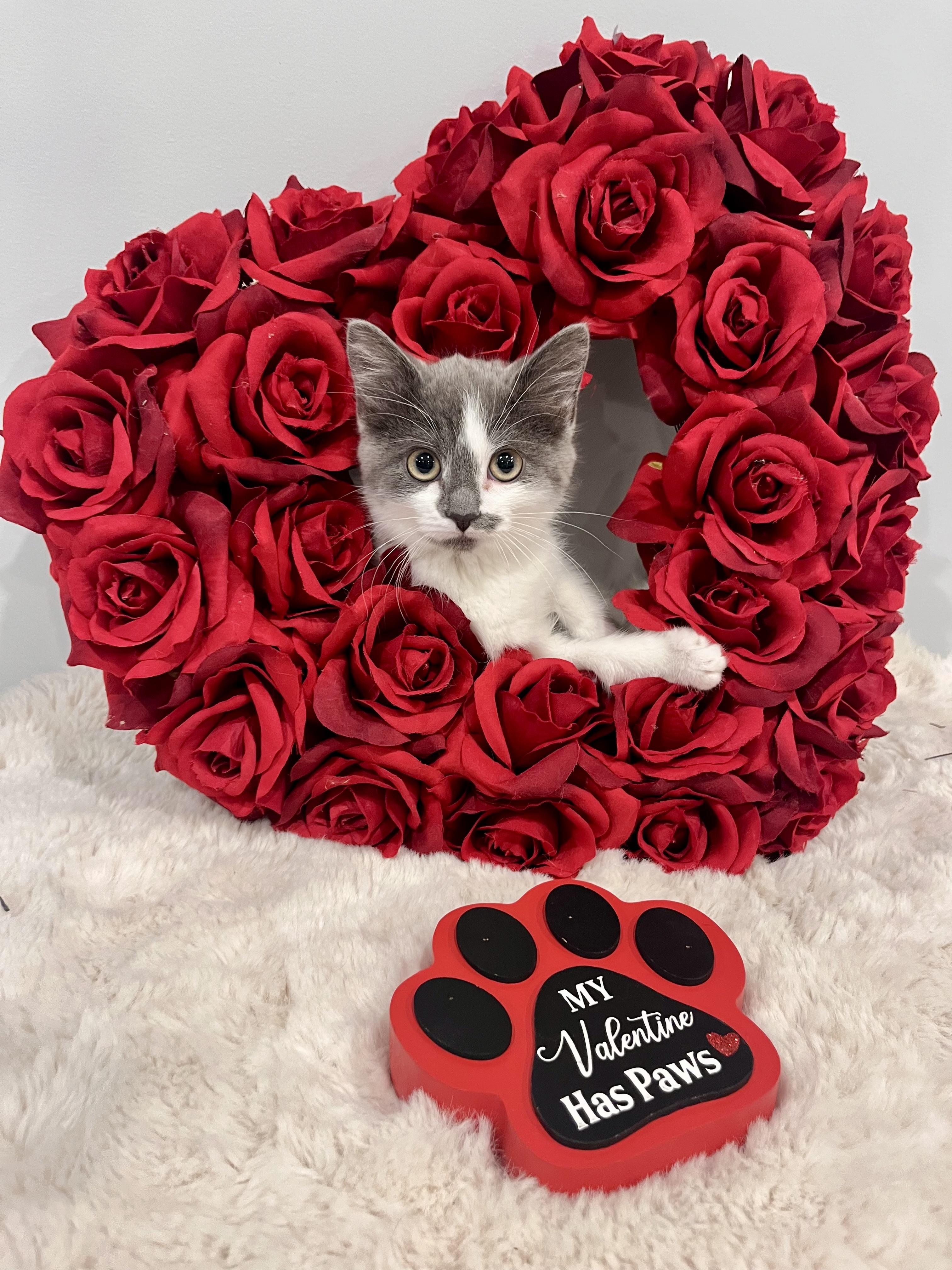 Enlarge Serenity, an adopted Domestic Short Hair in Chicago, IL image 2/6