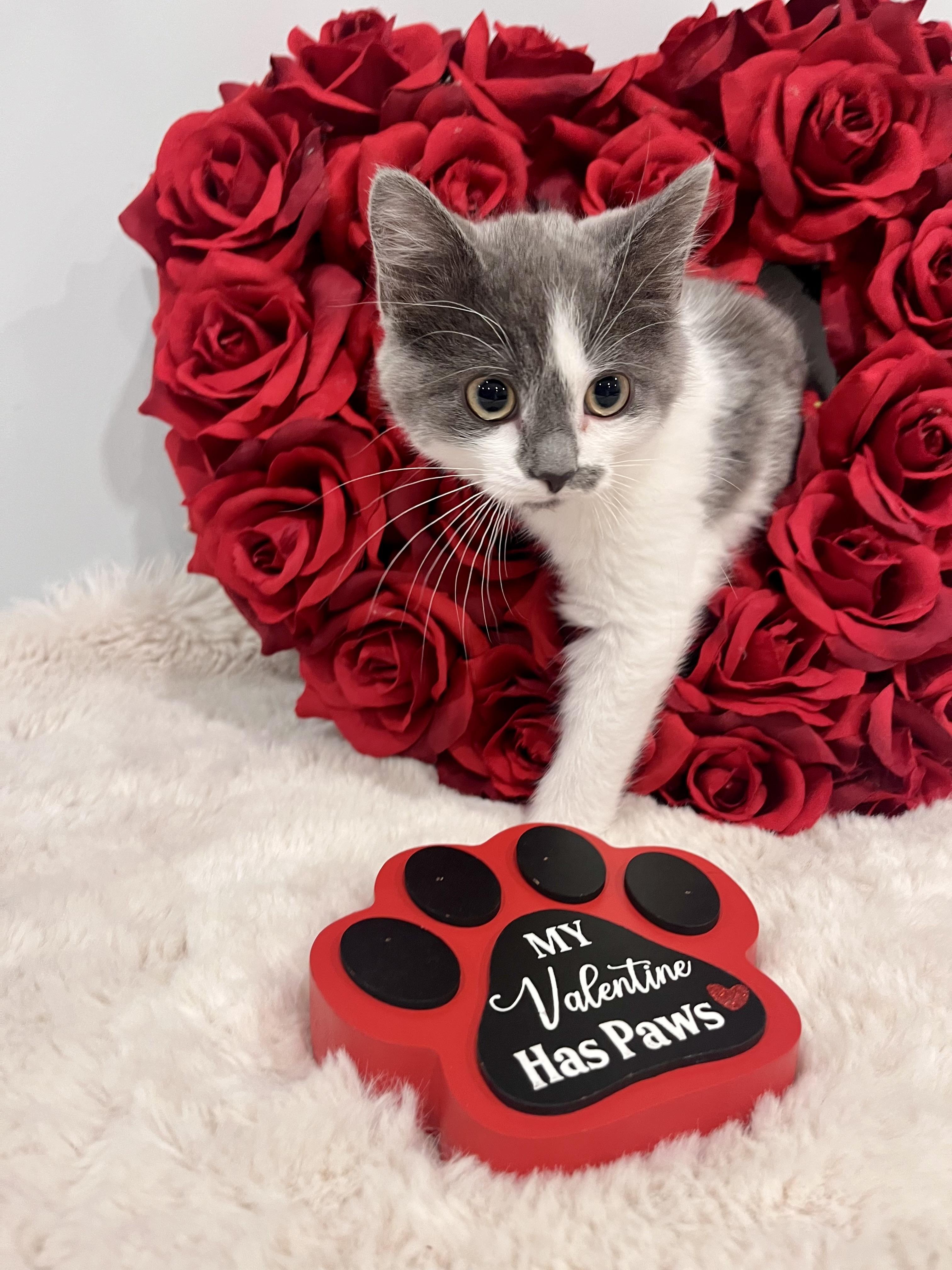 Serenity, adopted, Young Female Domestic Short Hair.