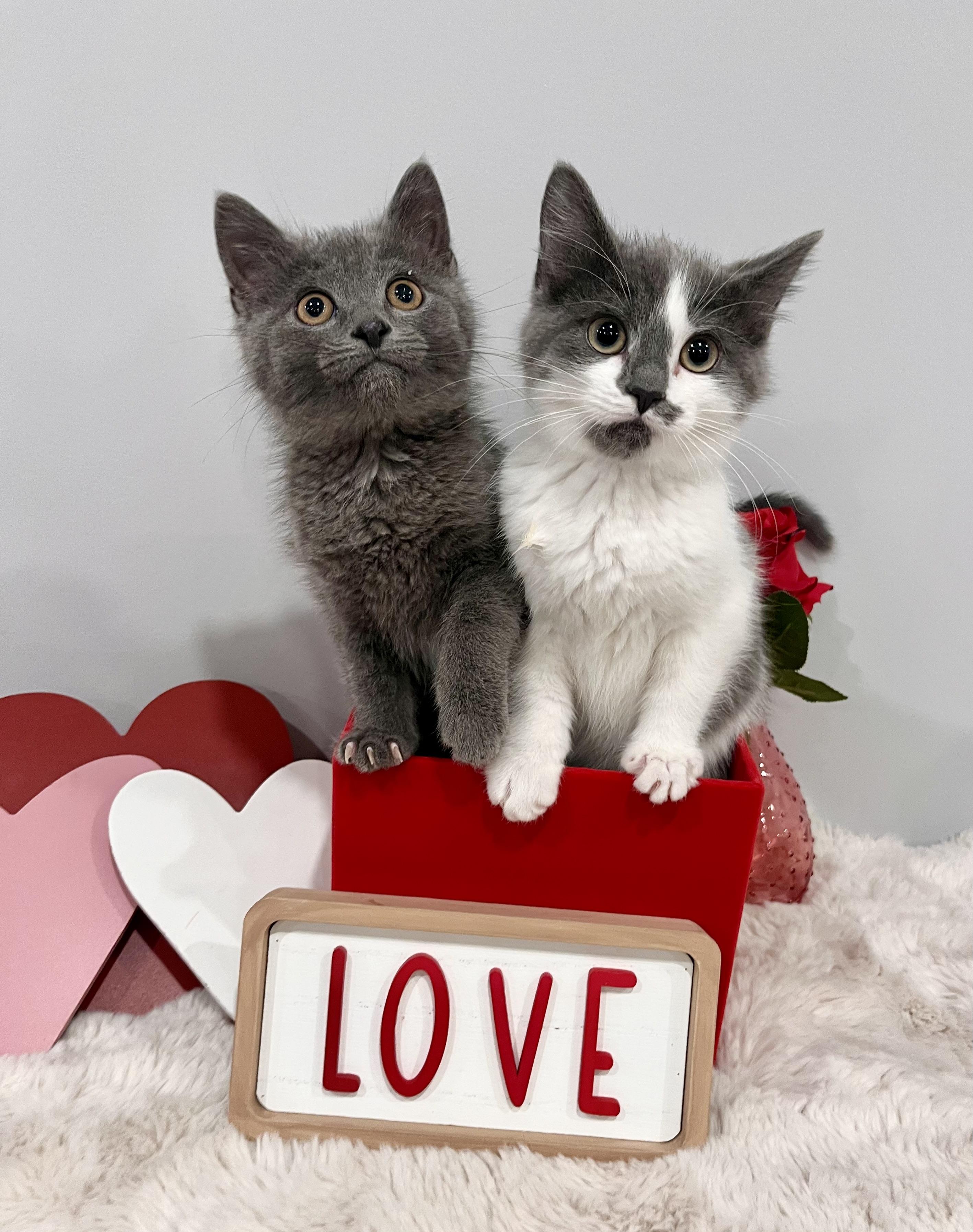 Enlarge Serenity, an adopted Domestic Short Hair in Chicago, IL image 4/6