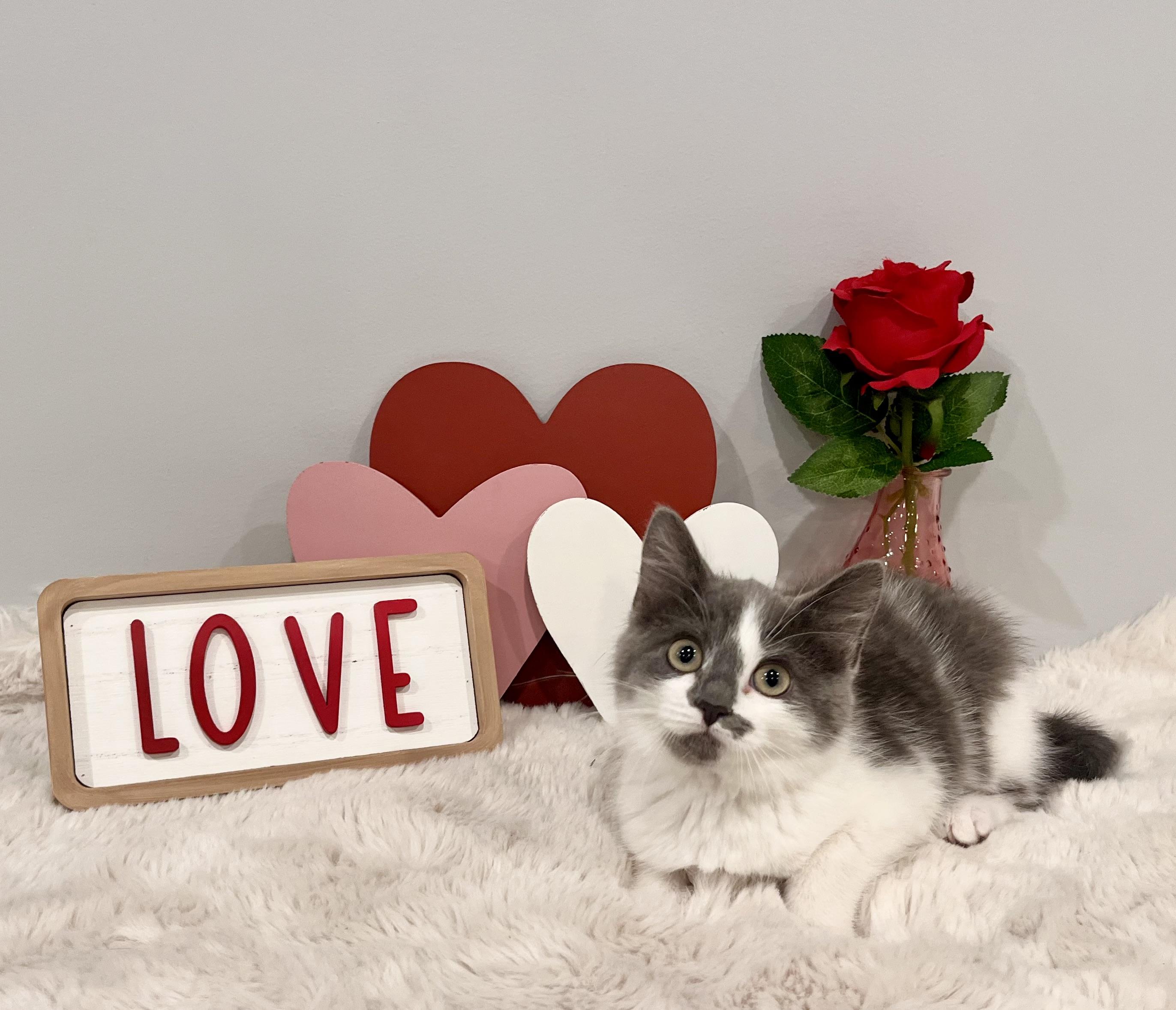 Enlarge Serenity, an adopted Domestic Short Hair in Chicago, IL image 3/6