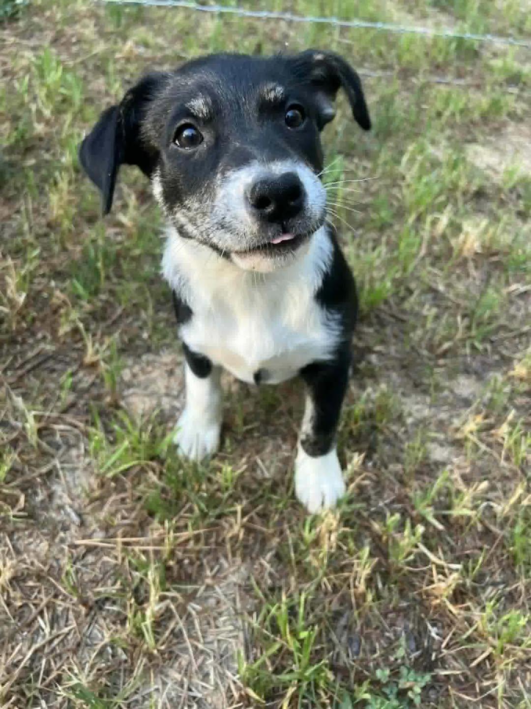 Loris, Adoptable, Puppy Female Mixed Breed.