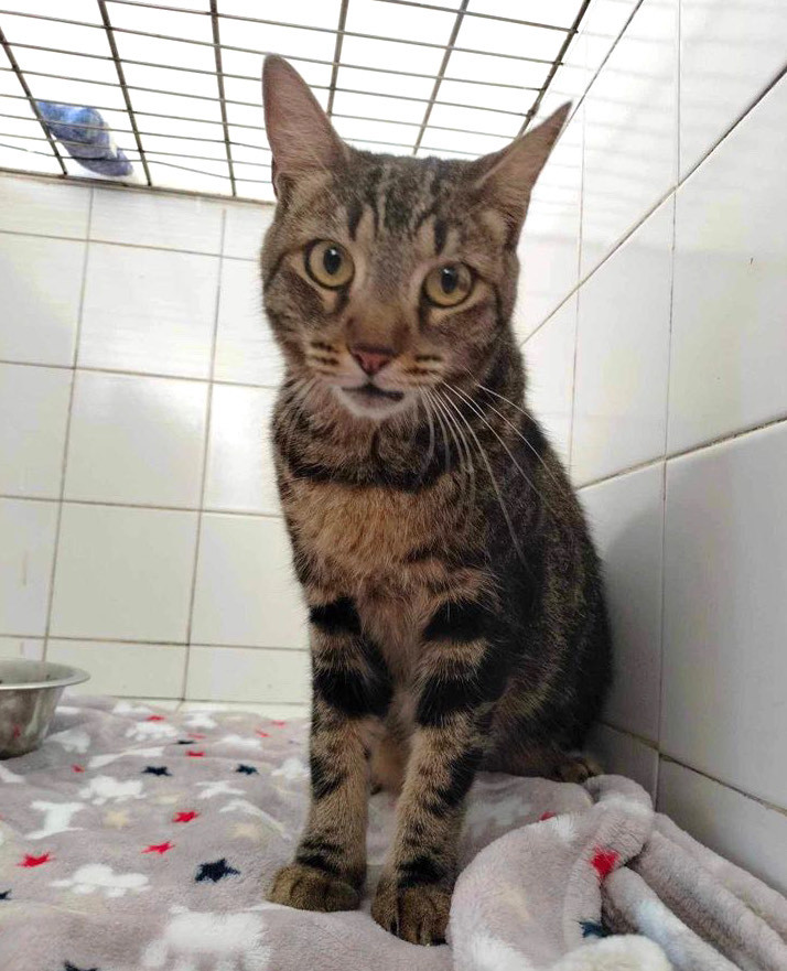 Wendoli, Young Female Domestic Short Hair